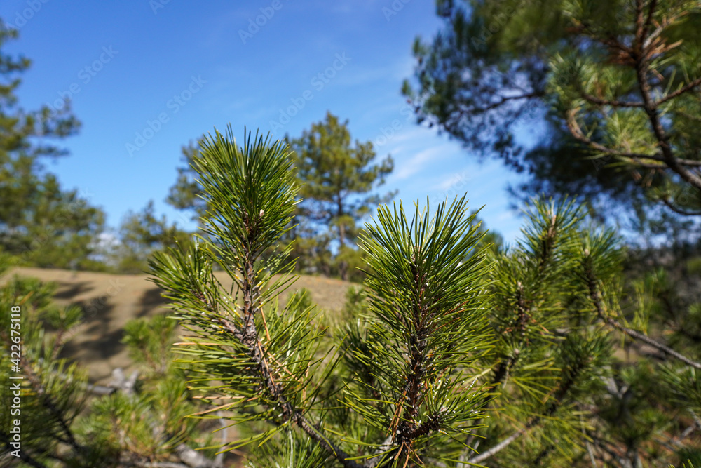 Closeup photo of green needle pine tree.  Forrest of green pine trees. Green pine branches