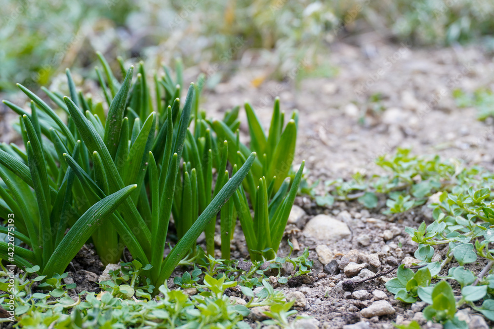 Obraz premium Fresh spring green grass