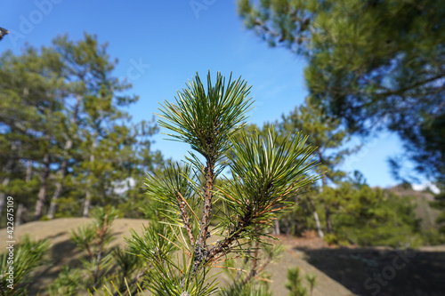 Closeup photo of green needle pine tree. Forrest of green pine trees. Green pine branches