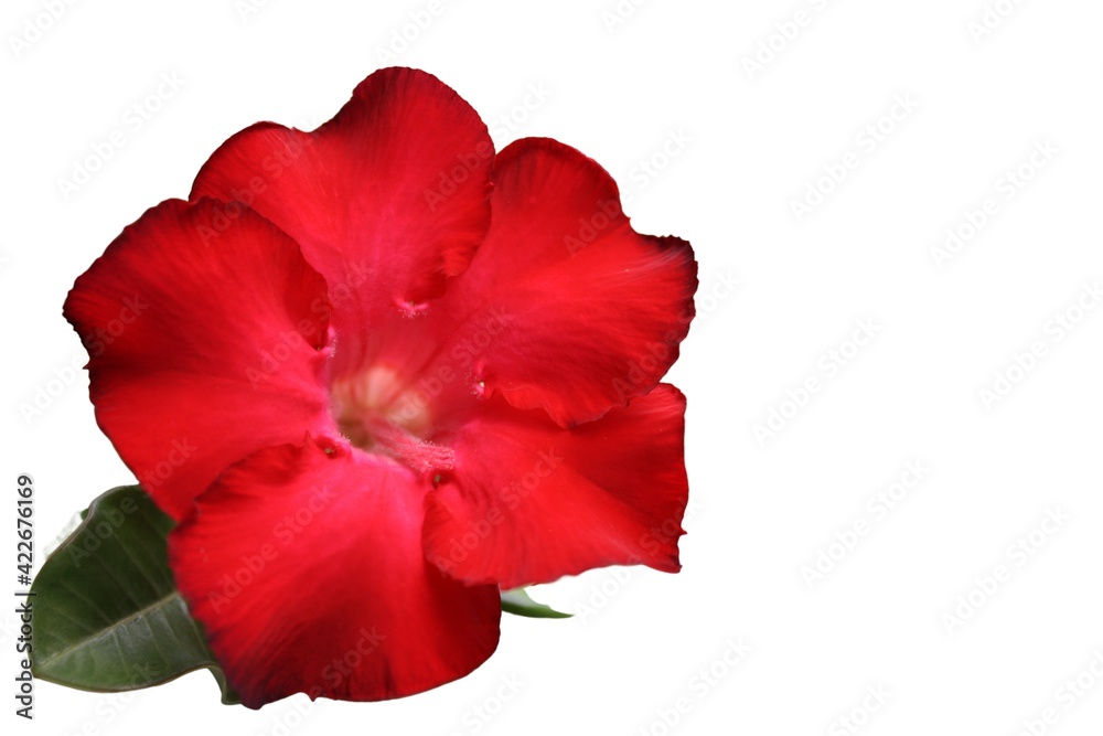 Red fresh flower background picture. Red fresh flower background picture.