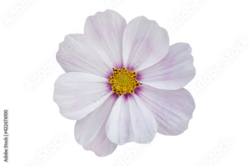 Fototapeta Naklejka Na Ścianę i Meble -  White Cosmos flower isolated on white background. Blooming plant with clipping path.