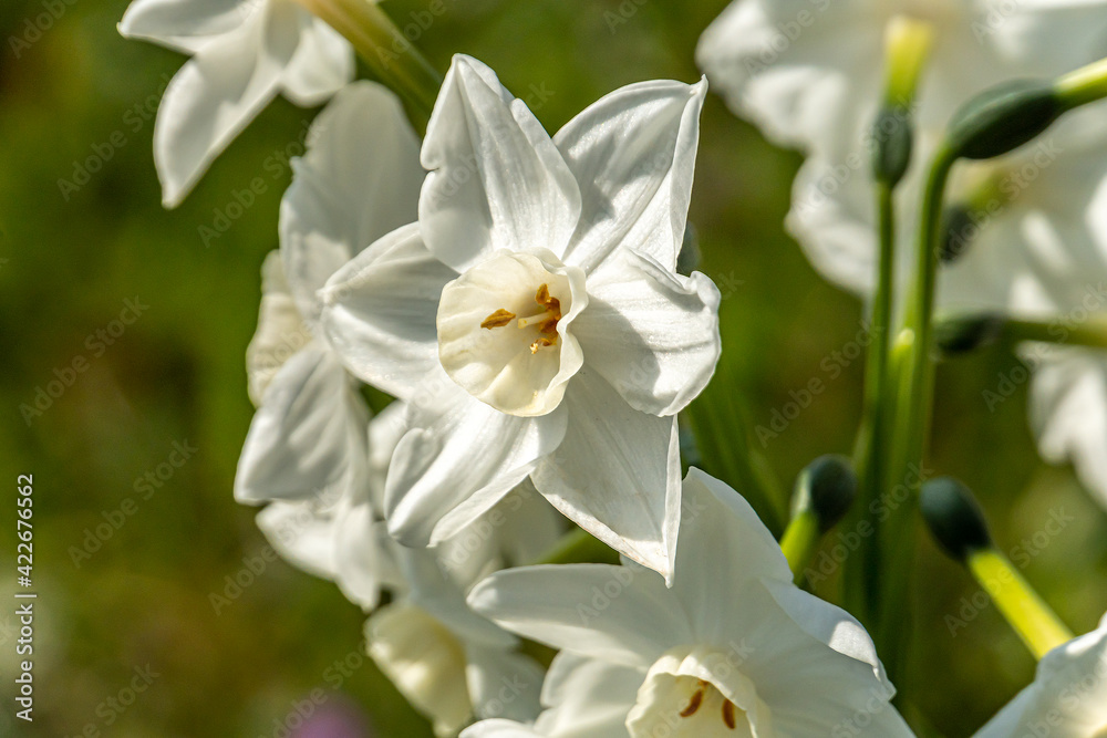 Obraz premium Narcissus to bloom in the flower bed of the park