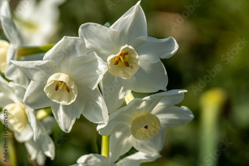 Narcissus to bloom in the flower bed of the park