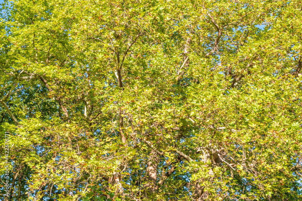 Green Leaves and futis of Pltatanus oreintalis tree in sunset light Green Leaves and futis of Pltatanus oreintalis tree in sunset light