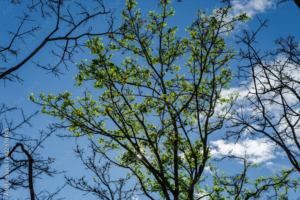 Beautiful and bright tree, green leaves landscape. Tree scientific name is Erythrina poeppigiana. Nature background. Beautiful and bright tree, green leaves landscape. Tree scientific name is Erythrina poeppigiana. Nature background.