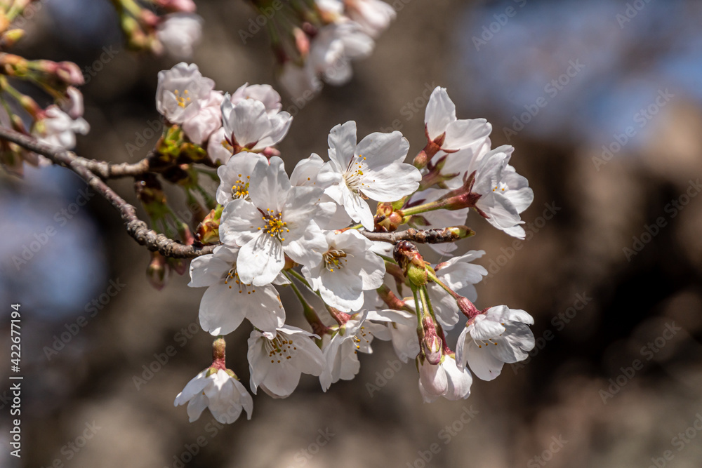 Pink cherry blossom in spring