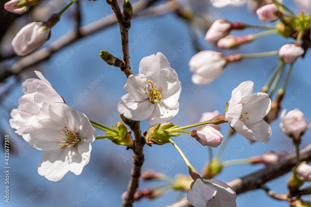 Pink cherry blossom in spring