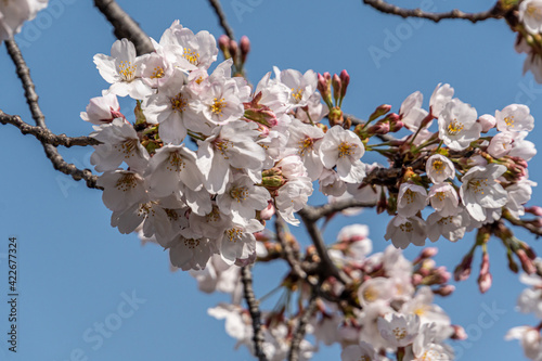Pink cherry blossom in spring