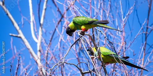Fotografie, Obraz Colorful Nanday conure parrot parakeet on tree branch