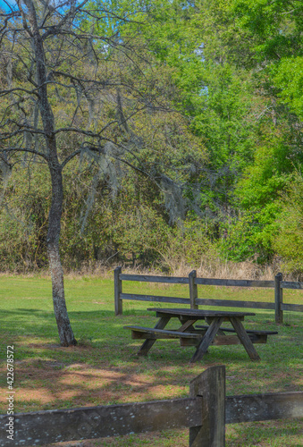 Picnic Table in the shade of a tree. Mexican Moss is hanging from its branches. In Clermont, Lake County, Florida
