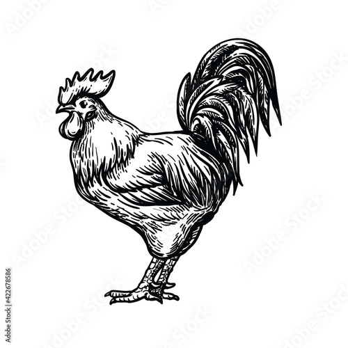 chicken breeding. animal husbandry. livestock. vector sketch on a white background