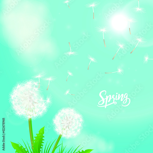 Dandelion seed background lettering vector illustration