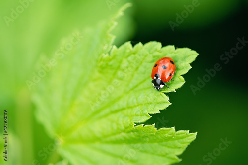 Ladybug close-up with nature background. Beautiful spring day - Image