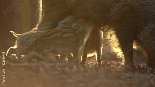 Closeup youngs wild boar Sus scrofa family, calm piggy mother suckling striped young. Wildlife tranquil scene of long furry animals. Strong nose, well smell sense to search food in omnivorous.