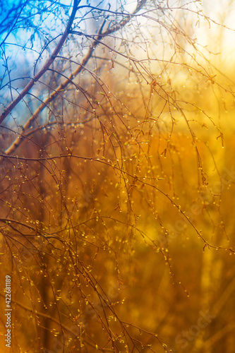 Hanging birch blossom with rainy drops on abstract blurred springtime background