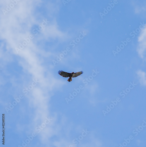 Hawk Flying  Bird of Prey  Large Predator Bird in Flight