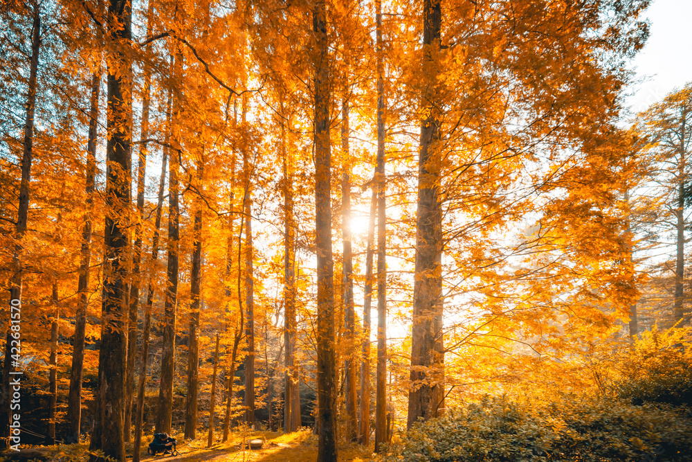 Obraz premium Large maple trees with beautiful autumn scenery