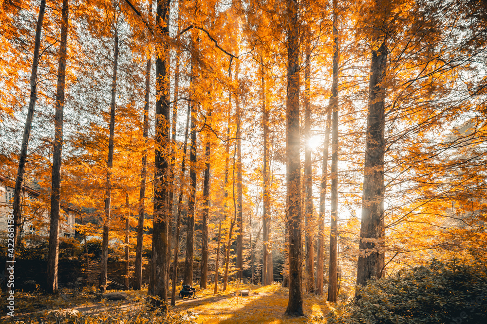 Obraz premium Large maple trees with beautiful autumn scenery