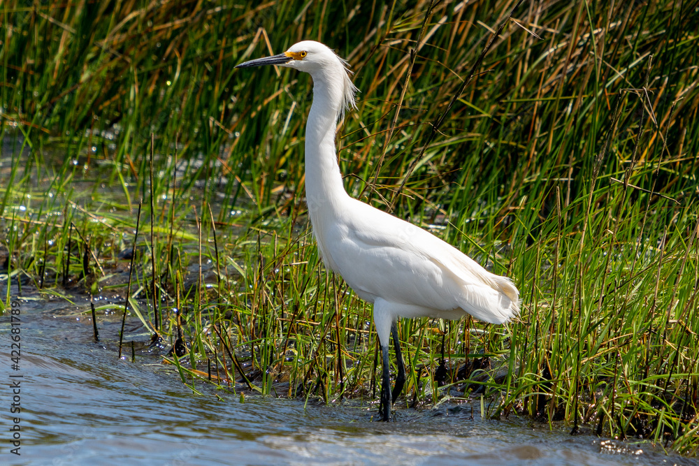Snowy Egret2 Snowy Egret2