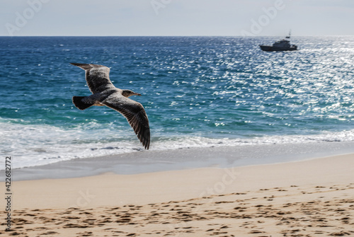 gaviota en pleno vuelo con la vista del mar y la playa photo
