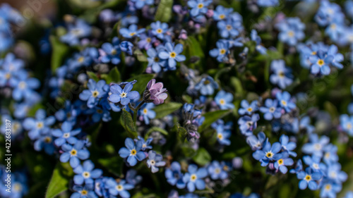 Wallpaper Mural 花 Torontodigital.ca