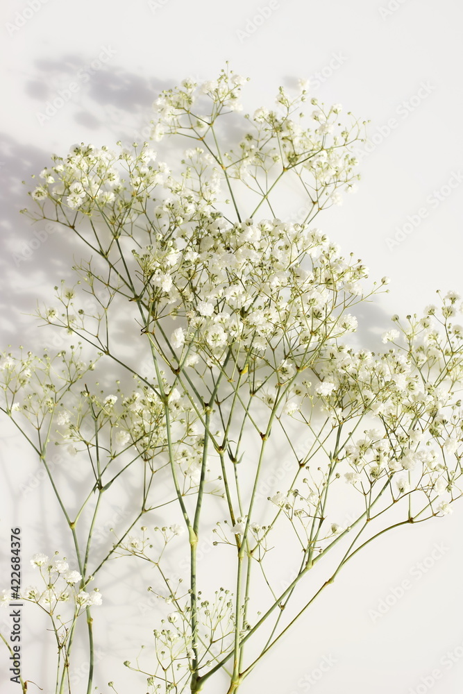 White gypsophila flowers or baby's breath flowers close up on white  background selective focus with sunlight shadows. Poster