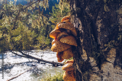 A group of orange mushrooms growing on a tree. Nature textured fungi on a tree bark. River on the background countryside wildwood stock photography