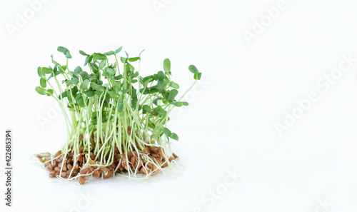 Small seedlings of flax on light background