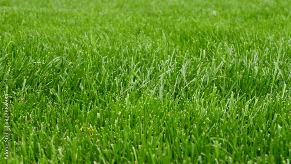 Beautiful fresh green grass in perspective. Cut juicy lawn natural for background. Natural meadow grass, relaxing and romantic. Green environment concept Beautiful fresh green grass in perspective. Cut juicy lawn natural for background. Natural meadow grass, relaxing and romantic. Green environment concept