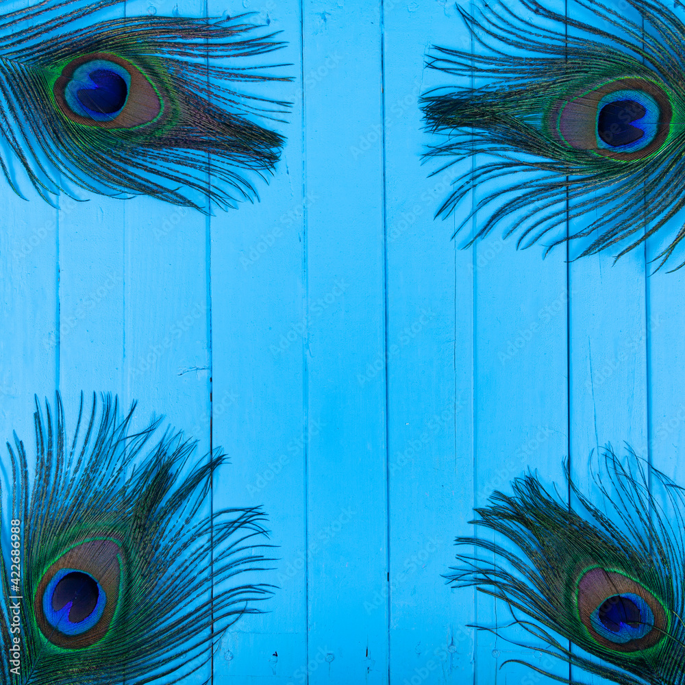 Naklejka premium Four peacock feathers