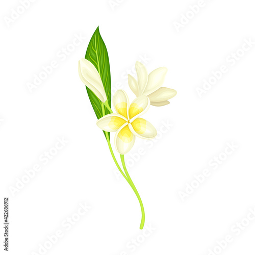 White Flower of Frangipani or Plumeria with Oval Petals and Lanceolate Leaf on Green Stem Vector Illustration