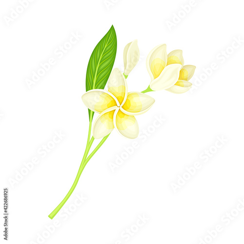 White Flower of Frangipani or Plumeria with Oval Petals and Lanceolate Leaf on Green Stem Vector Illustration