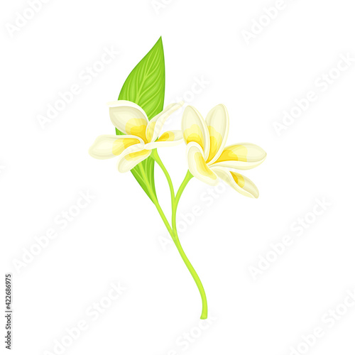 Plumeria or Frangipani Flower with White Oval Petals and Lanceolate Leaf Growing on Green Stem Vector Illustration