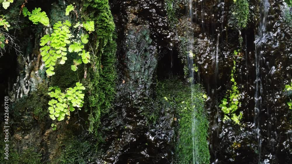 Close up waterfall and moss ferns plants in tropical garden. Small waterfall surrounded by green moss, fern and plants with beautiful rocks in rainforest garden.
Close up waterfall and moss ferns plants in tropical garden. Small waterfall surrounded by green moss, fern and plants with beautiful rocks in rainforest garden.