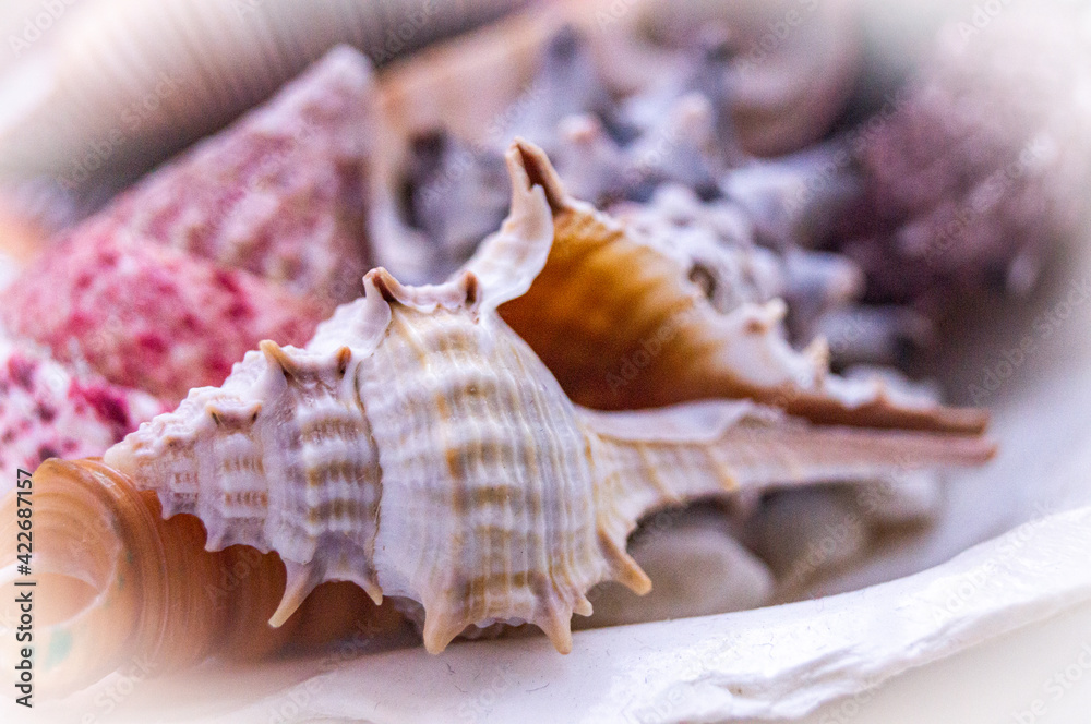 sea shells on a white background sea shells on a white background