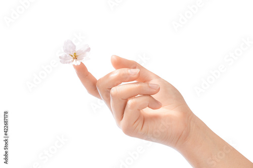 女性の手の指先に桜の花びら