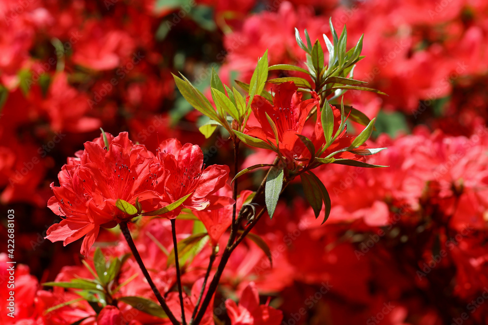 Beautiful azalea flower blooming in the forest. Beautiful azalea flower blooming in the forest.