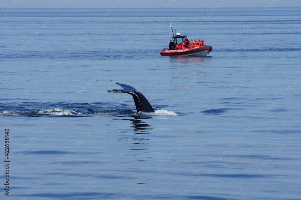 Obraz premium Whale watching in St Lawrence River in Quebec Canada