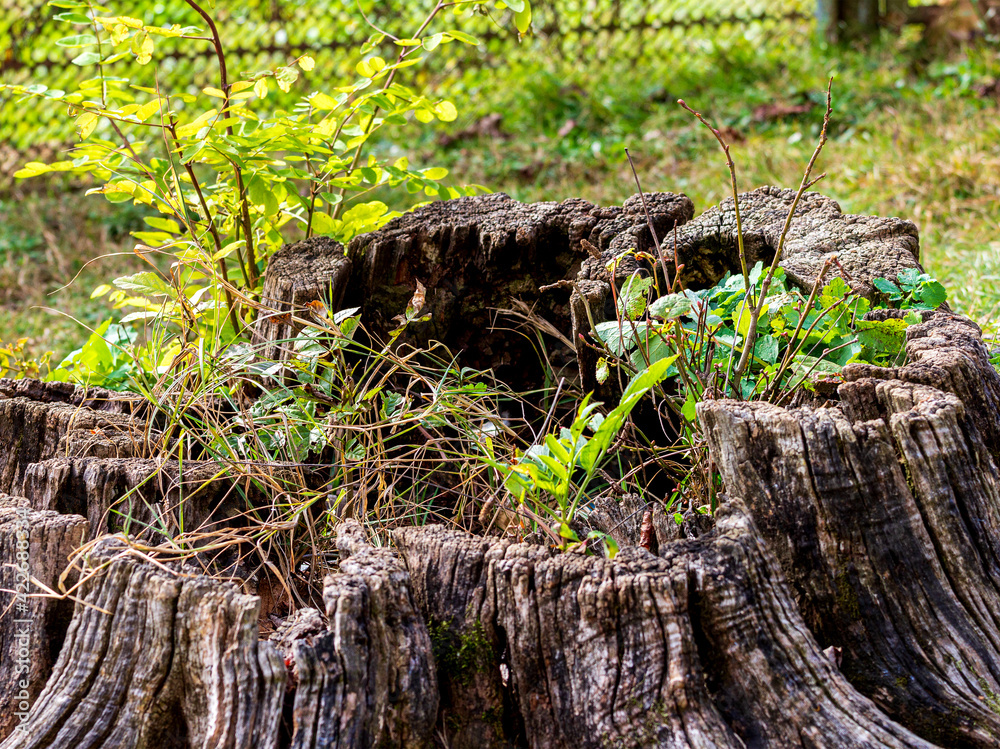 Obraz premium Spring, awakenings in nature, old dried-up stumps of felled trees live out their days.on the background of the birth of a new life trendy plants.