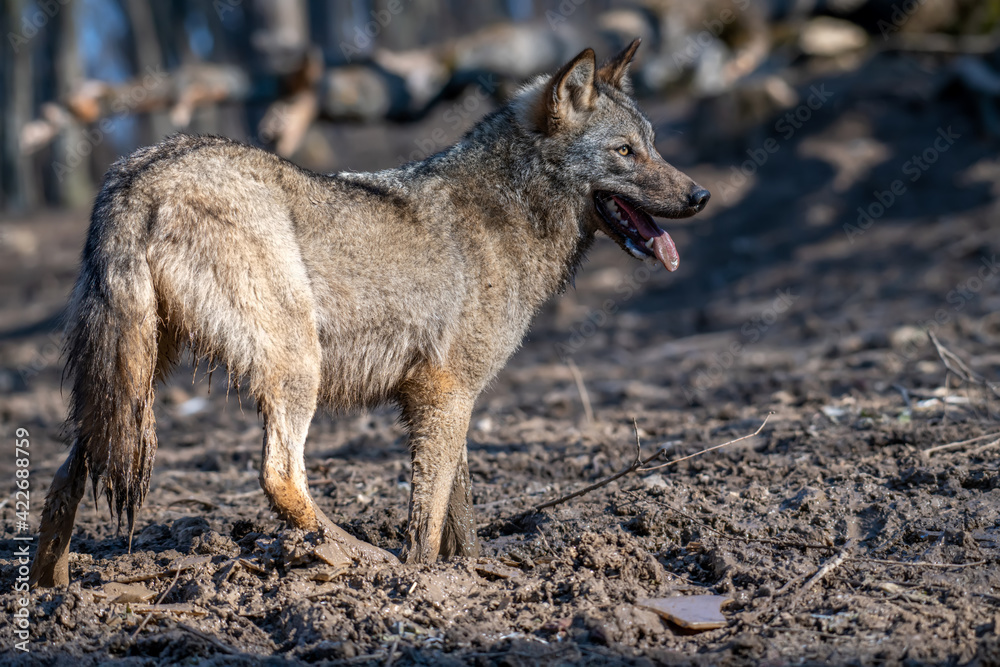 Fototapeta premium Wolf in the forest up close. Wild animal in the natural habitat
