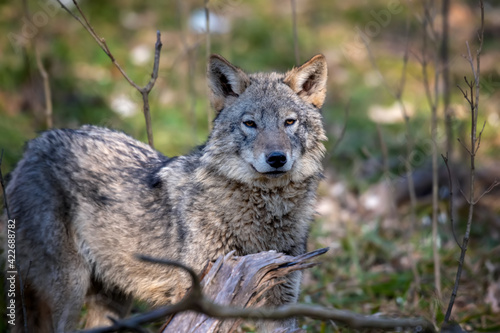 Wolf in the forest up close. Wild animal in the natural habitat