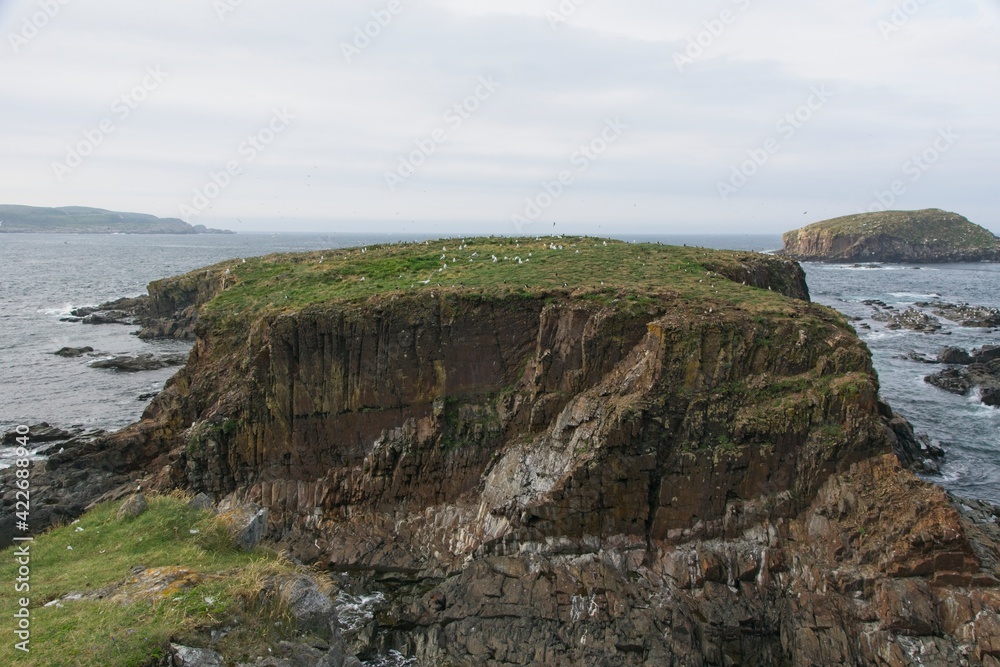 Puffin colony of Elliston in Newfoundland Canada Puffin colony of Elliston in Newfoundland Canada
