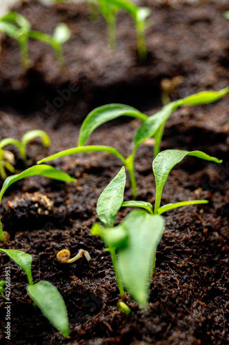 green plant