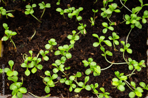 plant