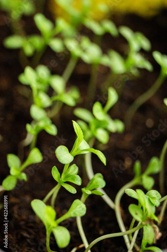 green plant
