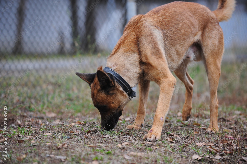 Service dogs on the territory of the cynological center. Service dogs on the territory of the cynological center.