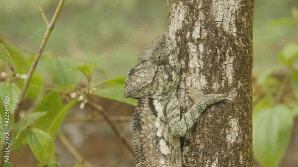 Amazing camouflage of a grey and brown Malagasy Giant Chameleon on a small tree trunk Amazing camouflage of a grey and brown Malagasy Giant Chameleon on a small tree trunk