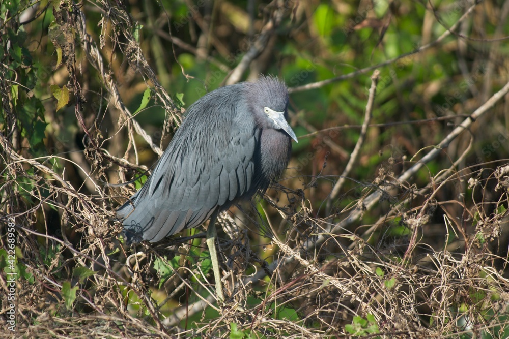 Naklejka premium Anhinga in National Park Everglades in Florida USA
