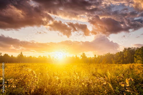 Sunrise on a field covered with wild flowers in summer season with fog and trees with a cloudy sky background in morning.