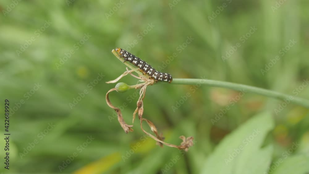 Small black and white caterpillar eats top of green grass